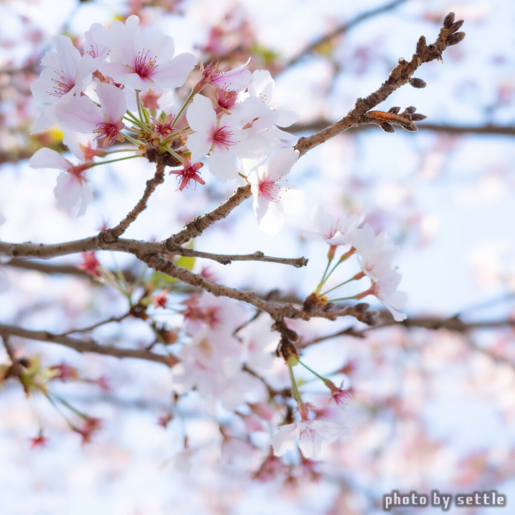 桜