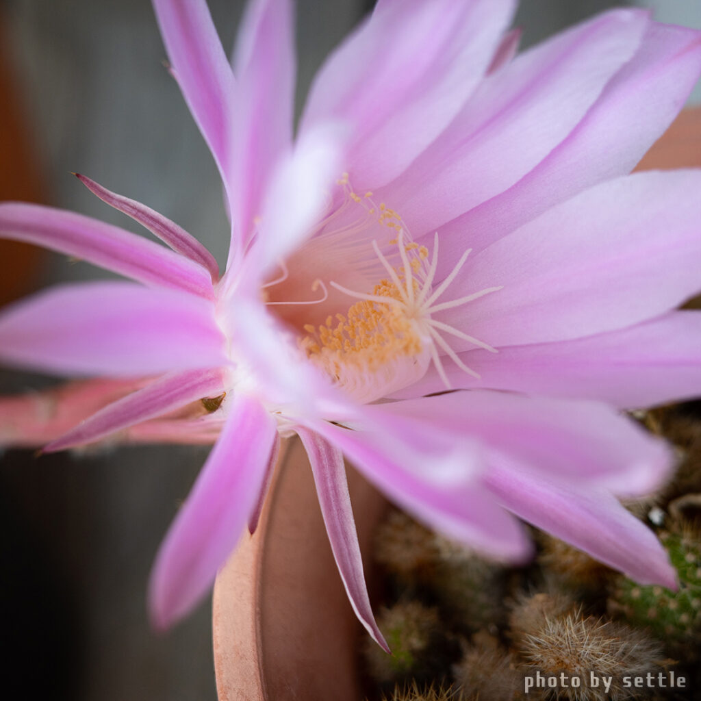 サボテンの花